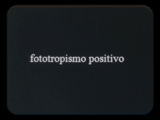 Fototropismo positivo